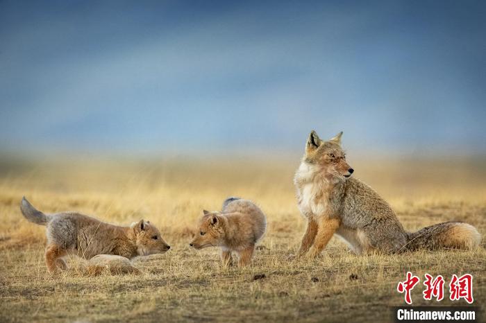 圖為焦生福的作品《居安思危》?！∏嗪Ｊ∑钸B山自然保護協(xié)會供圖