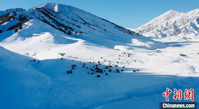 圖為牦牛群在雪地里覓食?！《继m縣融媒體中心供圖