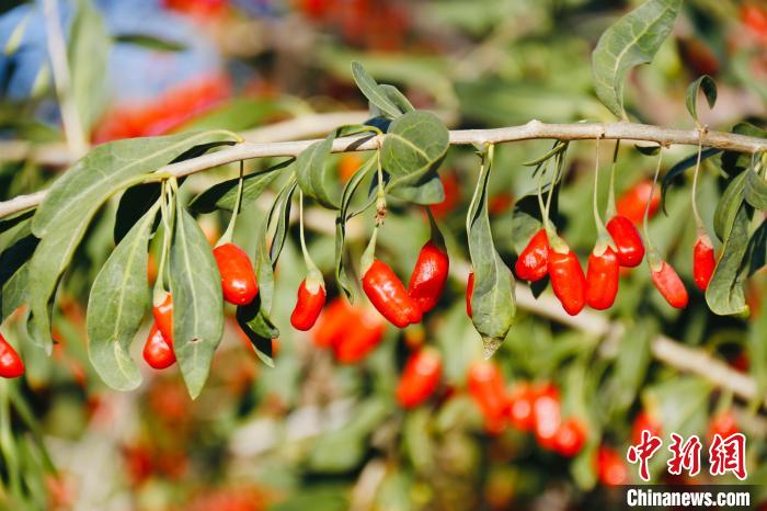 圖為柴達(dá)木盆地有機(jī)枸杞?！O睿 攝