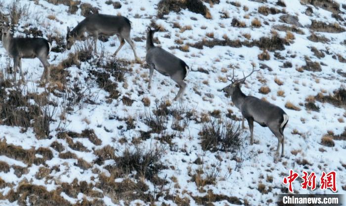 圖為巖羊和馬鹿集體覓食?！《继m縣融媒體中心 供圖