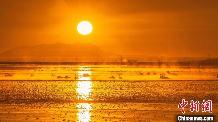 圖為天鵝群在湖中休憩。　何啟金 攝