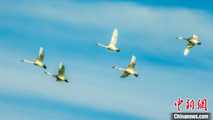 圖為天鵝在空中飛翔?！『螁⒔?攝