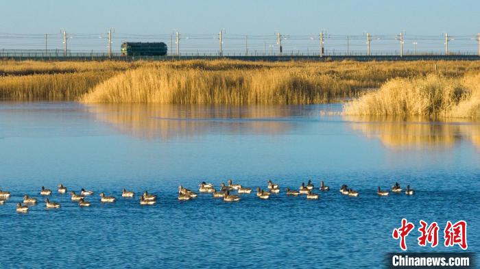 圖為多種野生鳥類在湖中游蕩?！『螁⒔?攝