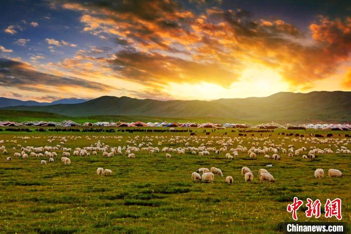 資料圖為青海省玉樹州稱多縣草原風(fēng)光?！」?攝