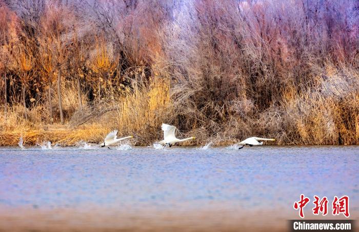 圖為起舞的天鵝與碧波蕩漾的湖面相映成趣?！『?jiǎn)約 攝