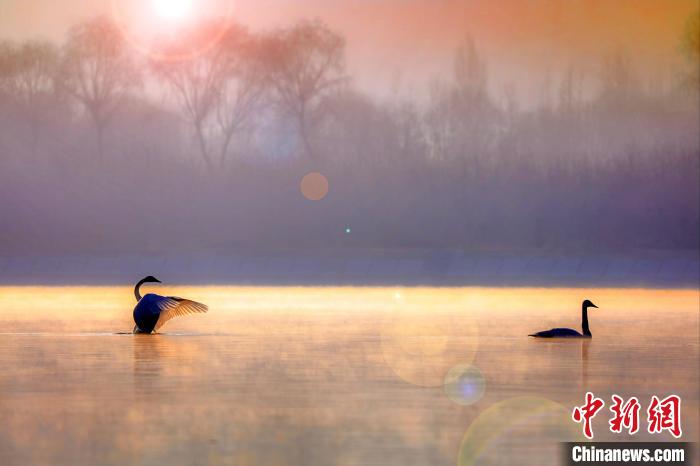 圖為天鵝在湖面嬉戲。　筱筱君 攝