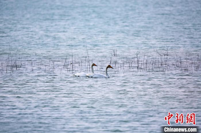 圖為天鵝在湖面嬉戲。　筱筱君 攝