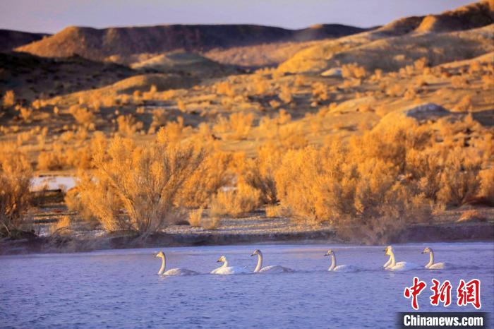 圖為黃河岸畔貴德縣迎來(lái)天鵝“做客”?！◇泱憔?攝