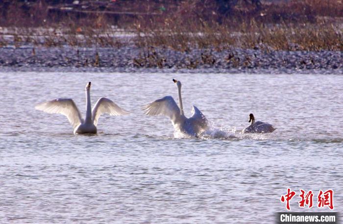 圖為黃河岸畔貴德縣迎來(lái)天鵝“做客”?！◇泱憔?攝