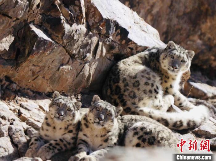 青海都蘭：雪豹、兔猻等多種珍稀野生動物亮相
