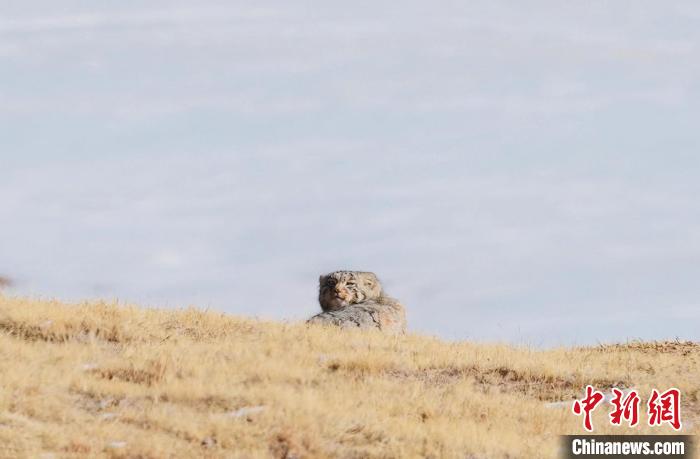 圖為回頭張望的兔猻?！±?攝