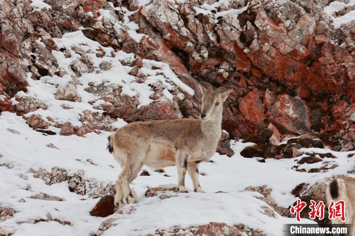 圖為在雪中悠然自得的巖羊?！“兹斩〔冀?攝