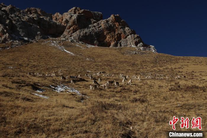 圖為巖羊群?！“兹斩〔冀?攝