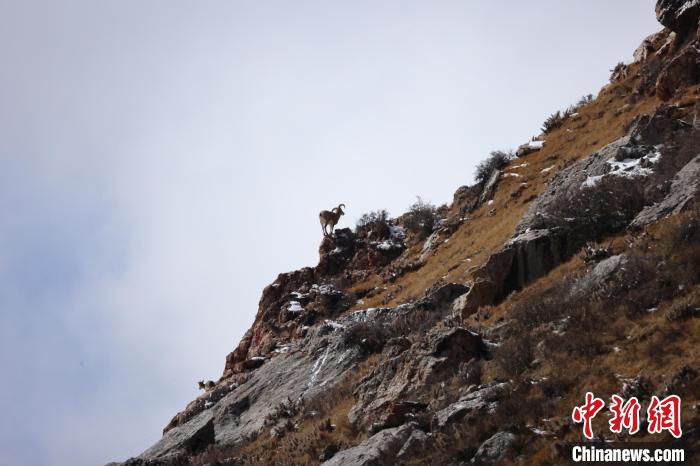 圖為在山崖上站立的巖羊。　白日丁布江才 攝