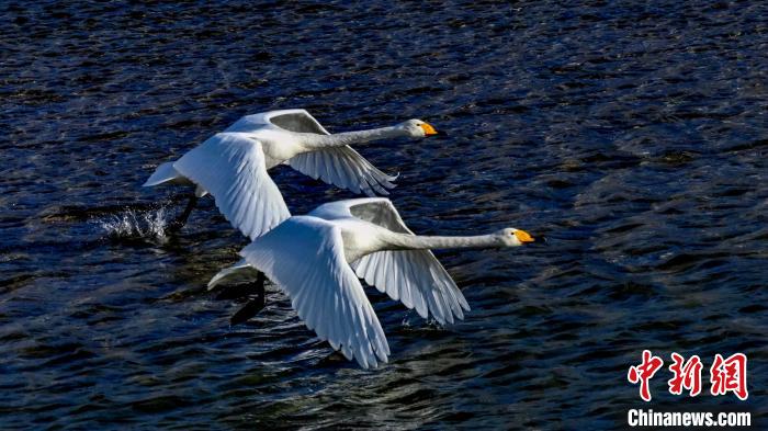 圖為兩只大天鵝?！?yán)桉 攝