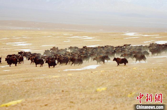 圖為青海省治多縣索加鄉(xiāng)的牛群。(資料圖) 治多縣委宣傳部 供圖