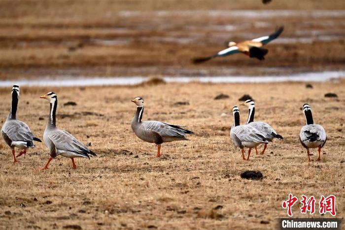 圖為成群的斑頭雁?！“?攝