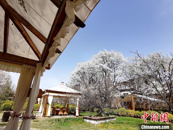 圖為梨花?！?zhí)砀?攝