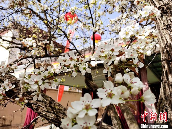 青海尖扎噶達莊園：百年“后花園”梨花盛開，舉目皆春色