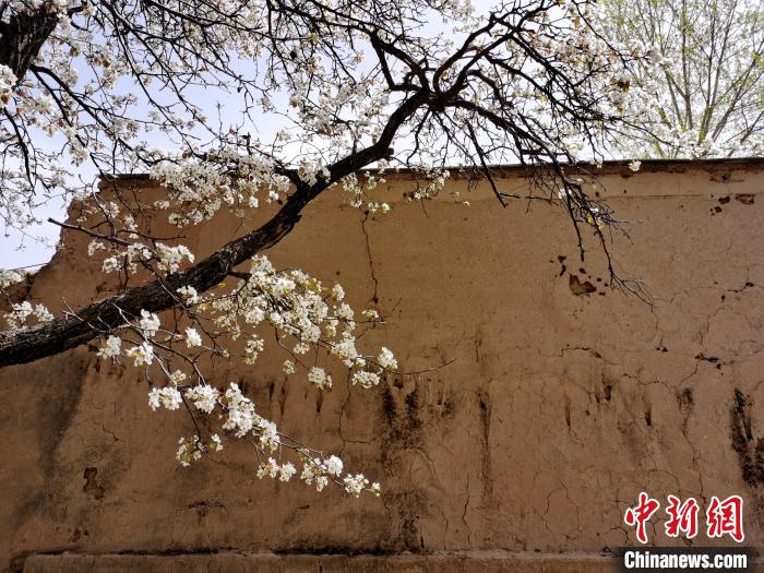 圖為一面土墻旁邊的梨花?！?zhí)砀?攝