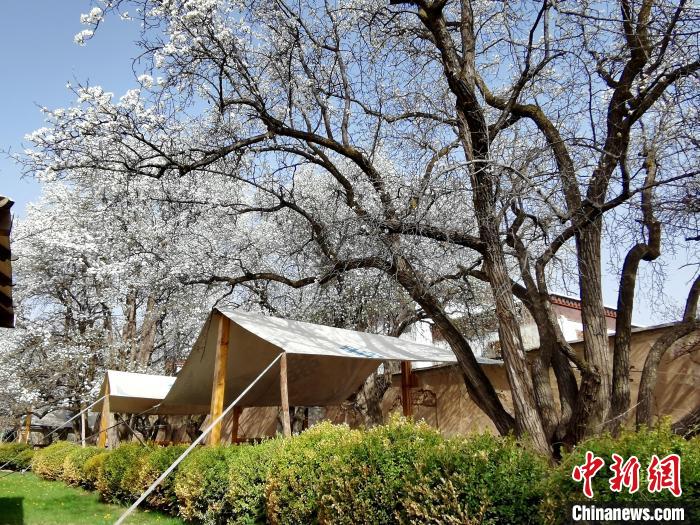 圖為尖扎噶達莊園內(nèi)的梨花?！?zhí)砀?攝