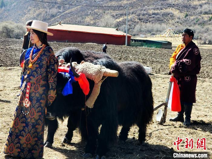 圖為藏族民眾牽著耕牛參加春耕儀式?！⊥觖惿?供圖