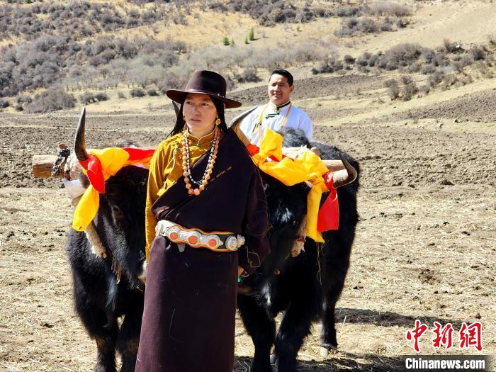 圖為藏族民眾牽著耕牛參加春耕儀式?！⊥觖惿?供圖