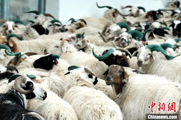 圖為被評為國家農(nóng)產(chǎn)品地理標(biāo)志保護(hù)產(chǎn)品的剛察藏羊進(jìn)場入圈?！〔讨绢?攝