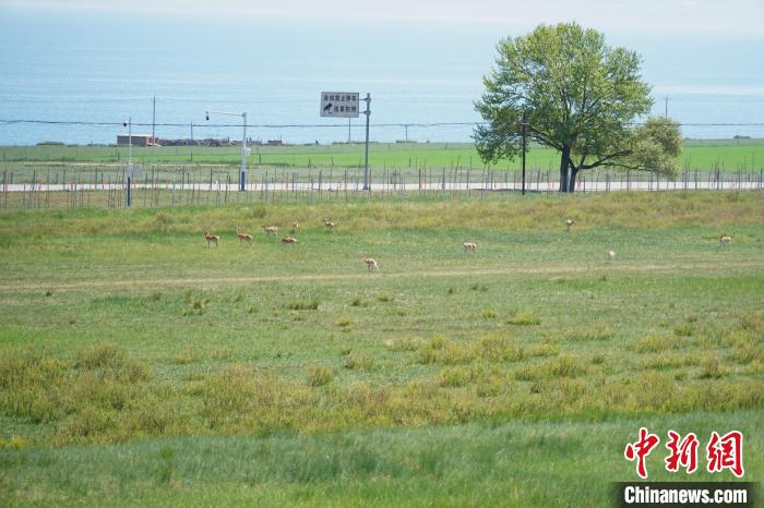 圖為成群普氏原羚在草場上愜意覓食，悠閑自在?！●R銘言 攝