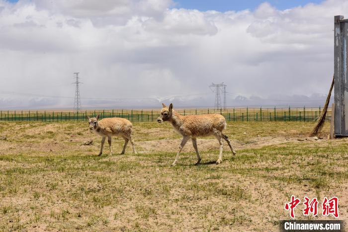 圖為可可西里國(guó)家級(jí)自然保護(hù)區(qū)內(nèi)的藏羚羊?！埢⒖?攝