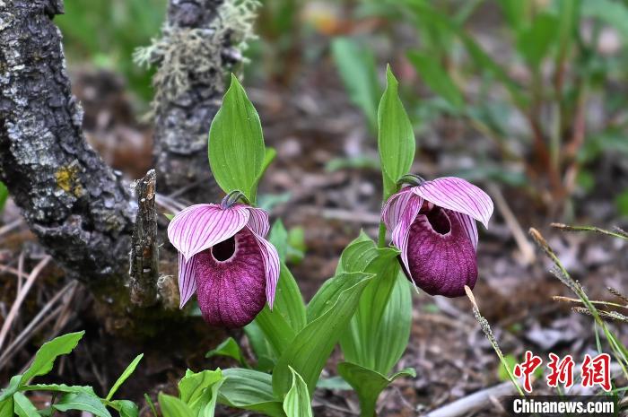 黃龍景區(qū)高山蘭花盛開?！“苍?攝