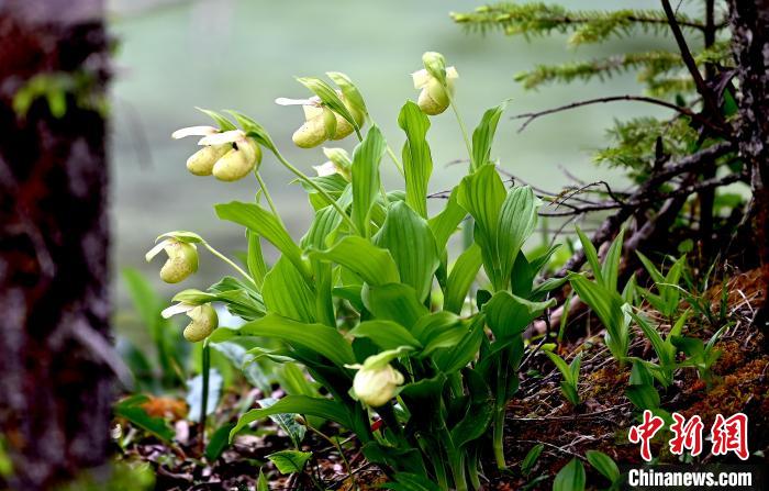 黃龍景區(qū)高山蘭花盛開?！“苍?攝
