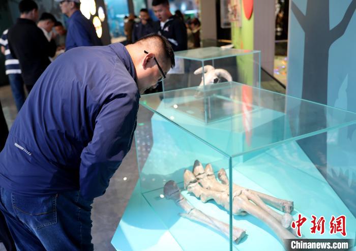 圖為臺(tái)商在祁連山國(guó)家公園生態(tài)科普館內(nèi)觀看標(biāo)本?！⊙Φ?攝