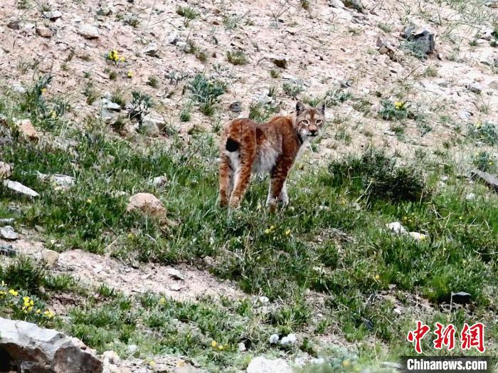 圖為猞猁回眸?！∠蛭能?攝