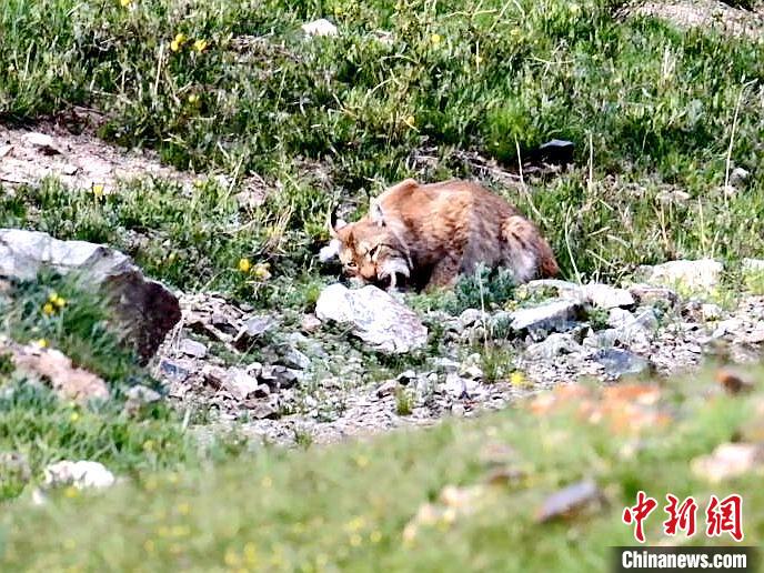 圖為猞猁正在進(jìn)食?！∠蛭能?攝