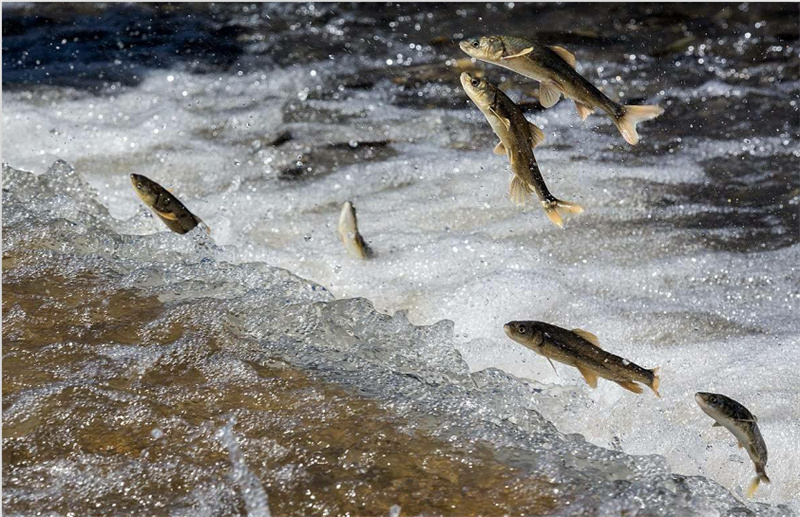 湟魚洄游。才旦桑吾攝