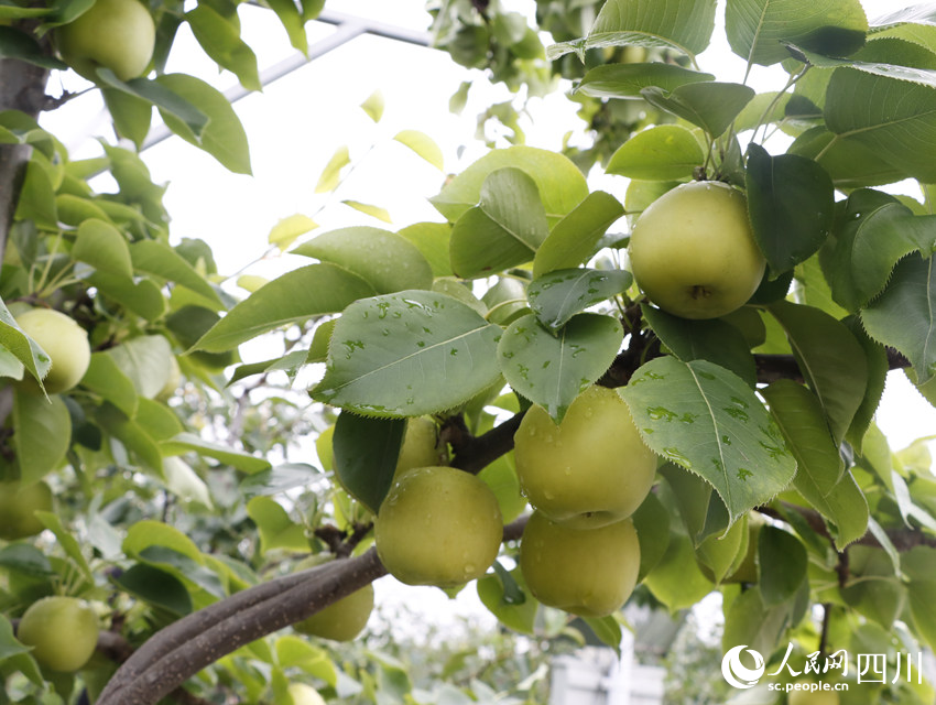 即將上市的雪梨“翠冠”。勾璇攝
