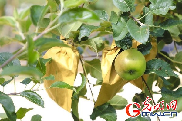 我們的家園｜小蘋(píng)果帶動(dòng)大產(chǎn)業(yè)，帶你看看這座阿壩州小村的鄉(xiāng)村振興新模式