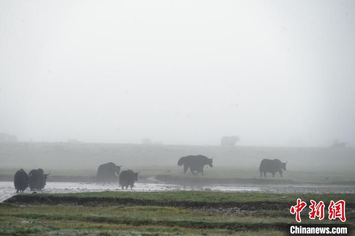 圖為成群牦牛在草灘上戲水漫步，宛如靜美水墨畫。　馬銘言 攝