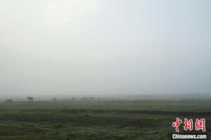 圖為成群牦牛在草灘上覓食、漫步，宛如靜美水墨畫?！●R銘言 攝