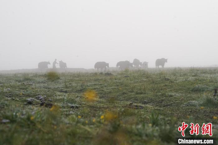 圖為成群牦牛在草灘上覓食、漫步，宛如靜美水墨畫。　馬銘言 攝