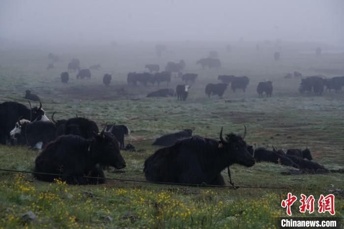 圖為成群牦牛在草灘上覓食、棲息，宛如靜美水墨畫?！●R銘言 攝