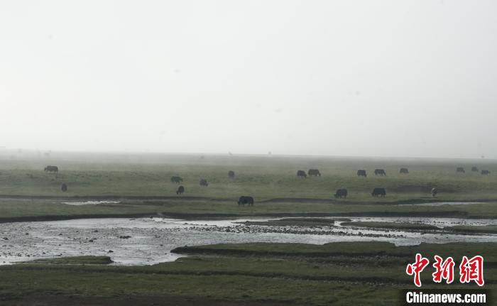 圖為成群牦牛在草灘上覓食、漫步，宛如靜美水墨畫。　馬銘言 攝