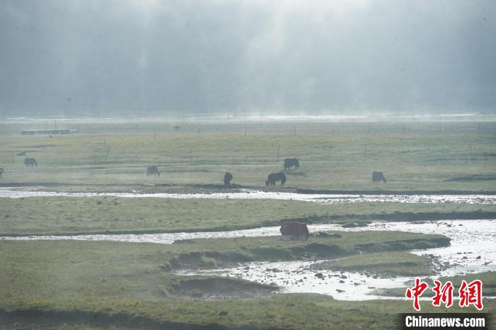 圖為成群牦牛在草灘上覓食、漫步，宛如靜美水墨畫?！●R銘言 攝