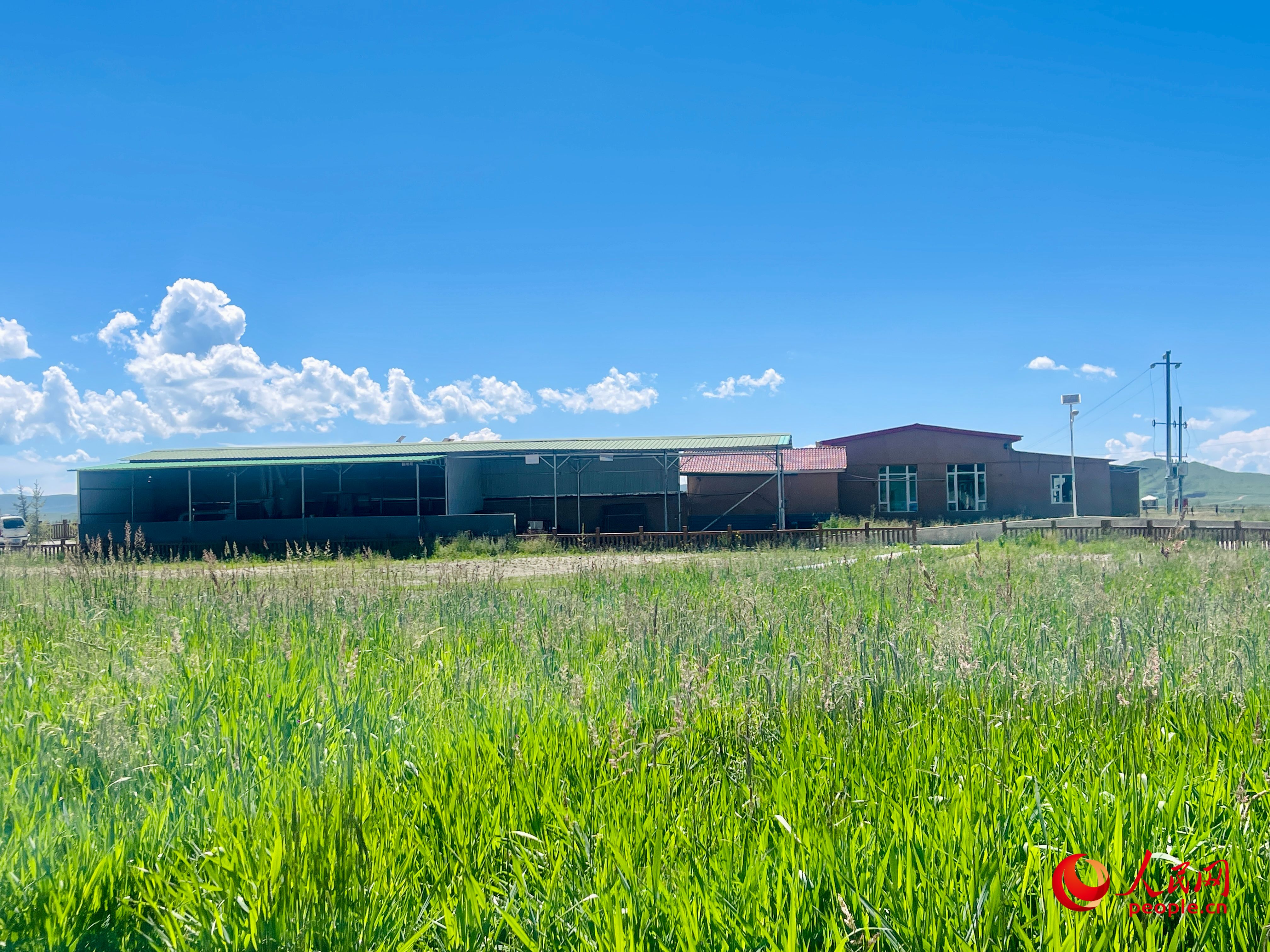 唐日合作社牧草茂密。人民網(wǎng) 周靜圓攝