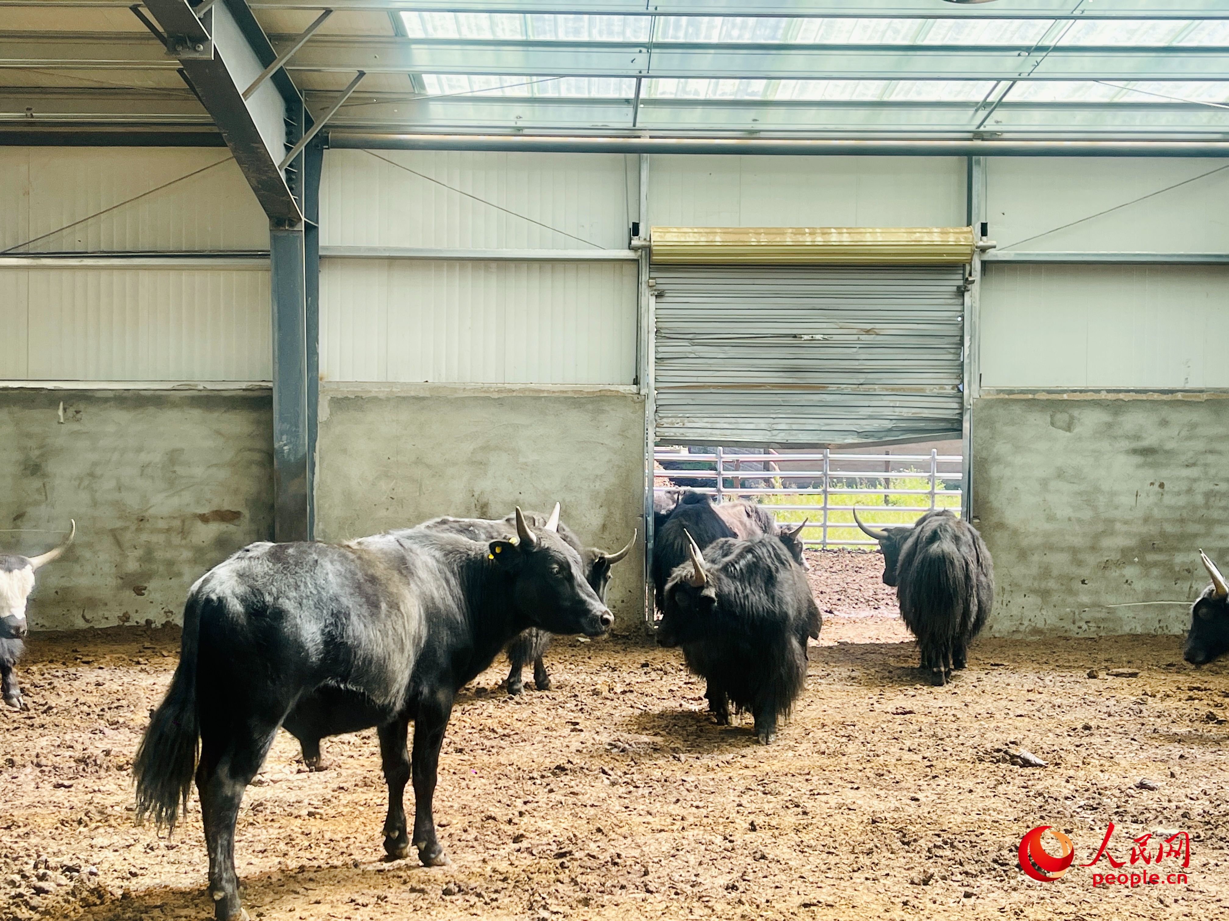 唐日合作社里養(yǎng)殖的牦牛。人民網(wǎng) 周靜圓攝