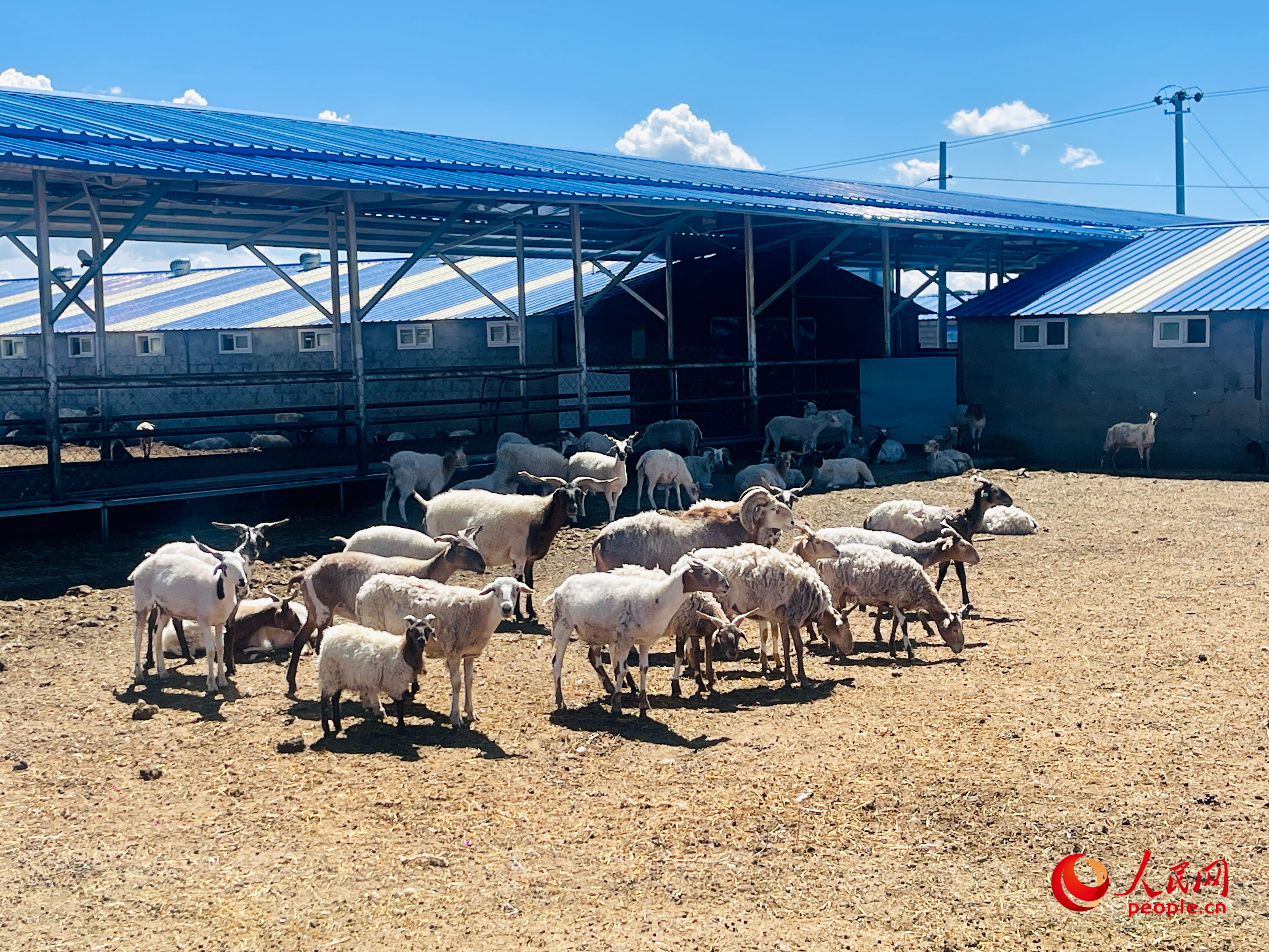 唐日合作社里養(yǎng)殖的羊。人民網(wǎng) 周靜圓攝