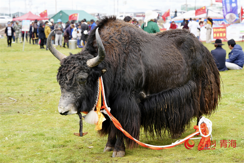 澤庫(kù)牦牛評(píng)比展示。人民網(wǎng) 陳明菊攝
