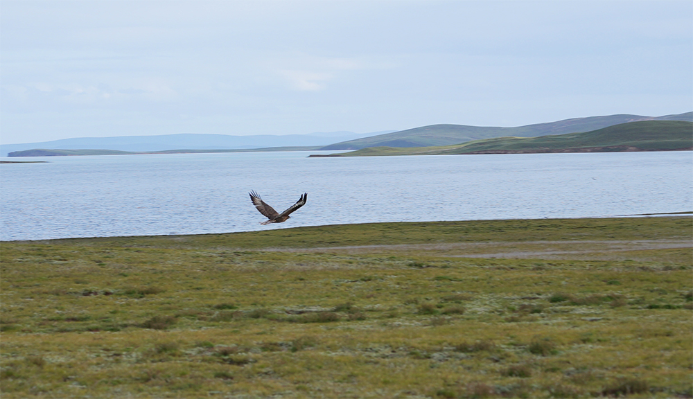 大自然的生態(tài)美學(xué)！黃河源園區(qū)哪一抹色彩最讓你心動(dòng)？