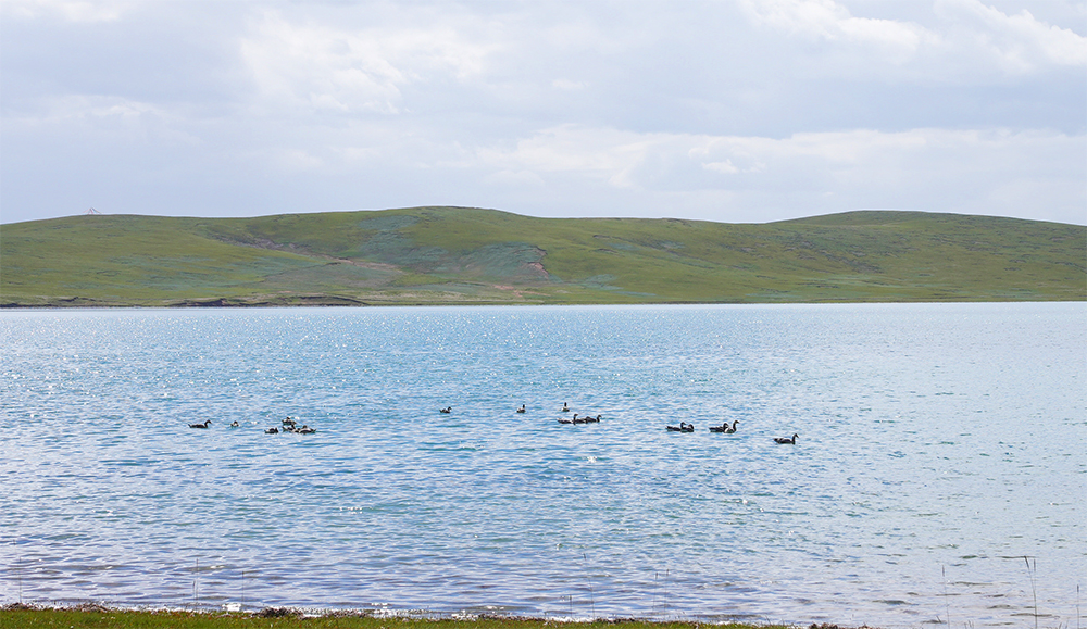 大自然的生態(tài)美學(xué)！黃河源園區(qū)哪一抹色彩最讓你心動(dòng)？
